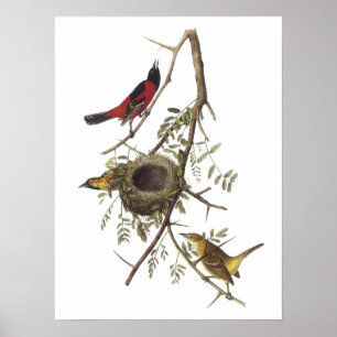 Orchard Oriole by Audubon Poster