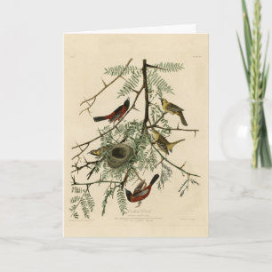 Orchard Oriole from Audubon's Birds of America Card