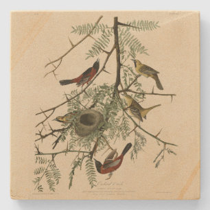 Orchard Oriole from Audubon's Birds of America Stone Coaster