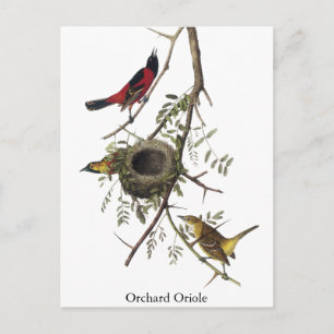 Orchard Oriole - John James Audubon Postcard