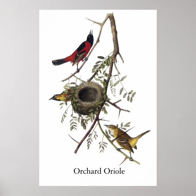 Orchard Oriole - John James Audubon Poster (Front)