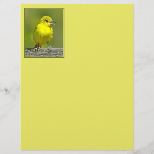 Orchard Oriole - Original Photograph (Front)