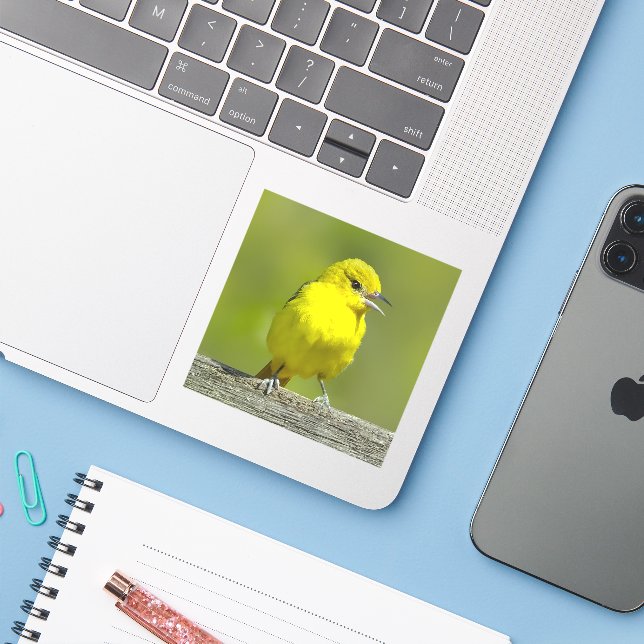 Orchard Oriole - Original Photograph (Laptop w/ iPhone)