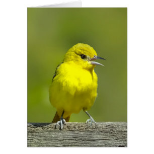 Orchard Oriole - Original Photograph