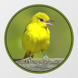 Orchard Oriole - Original Photograph