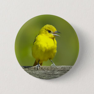 Orchard Oriole - Original Photograph 6 Cm Round Badge