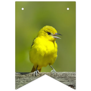 Orchard Oriole - Original Photograph Bunting