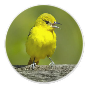 Orchard Oriole - Original Photograph Ceramic Knob