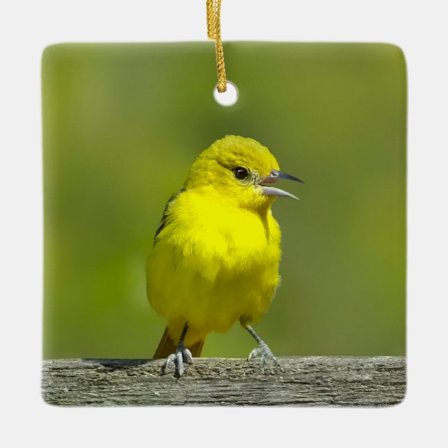 Orchard Oriole - Original Photograph Ceramic Ornament (Front)