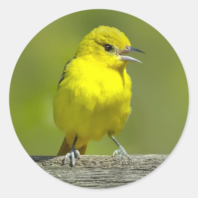Orchard Oriole - Original Photograph Classic Round Sticker (Front)