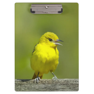Orchard Oriole - Original Photograph Clipboard