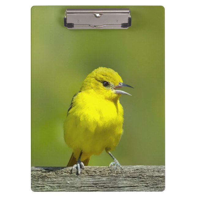 Orchard Oriole - Original Photograph Clipboard (Front)