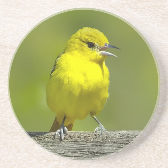 Orchard Oriole - Original Photograph Coaster (Front)