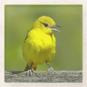 Orchard Oriole - Original Photograph Glass Coaster