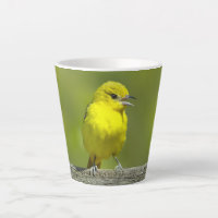 Orchard Oriole - Original Photograph