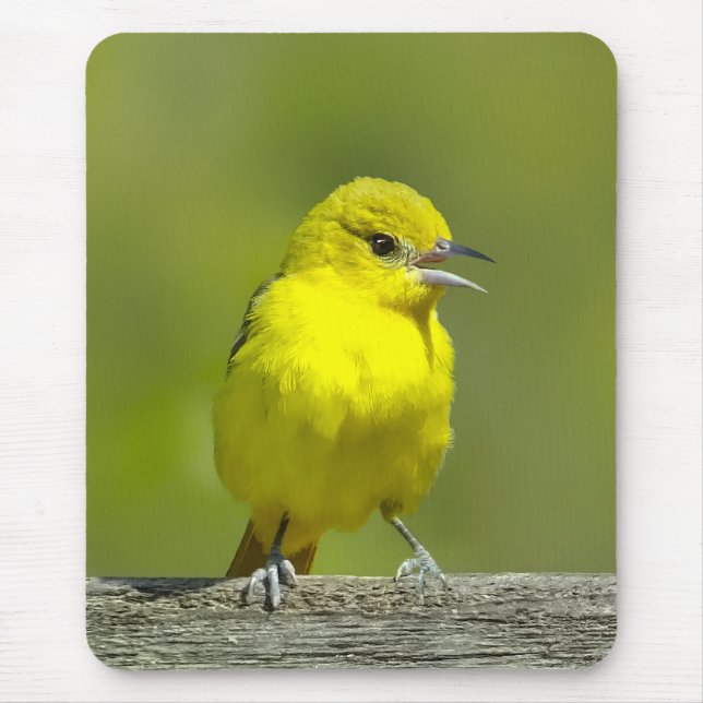Orchard Oriole - Original Photograph Mouse Pad (Front)