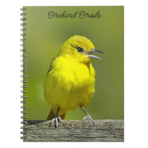 Orchard Oriole - Original Photograph Notebook