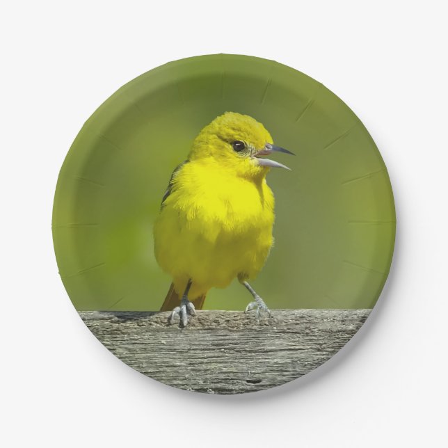 Orchard Oriole - Original Photograph Paper Plate (Front)