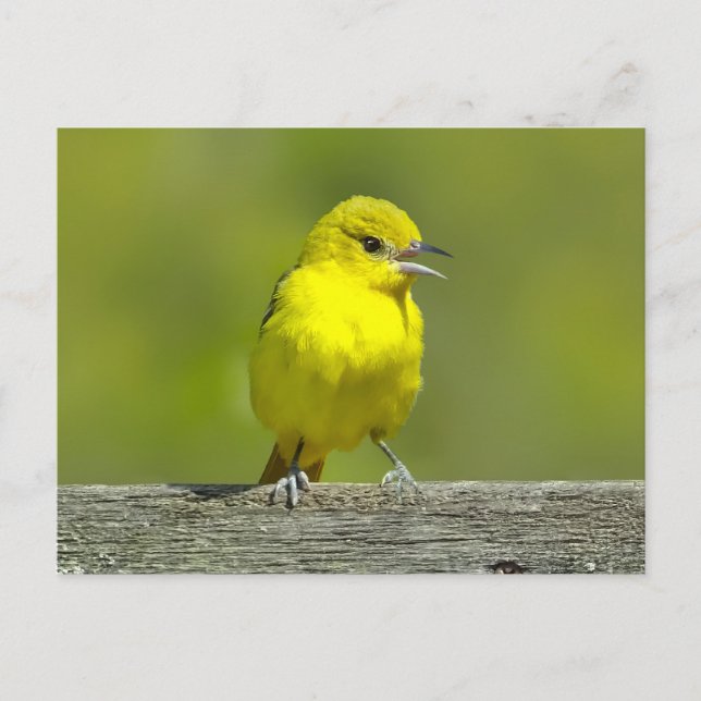 Orchard Oriole - Original Photograph Postcard (Front)