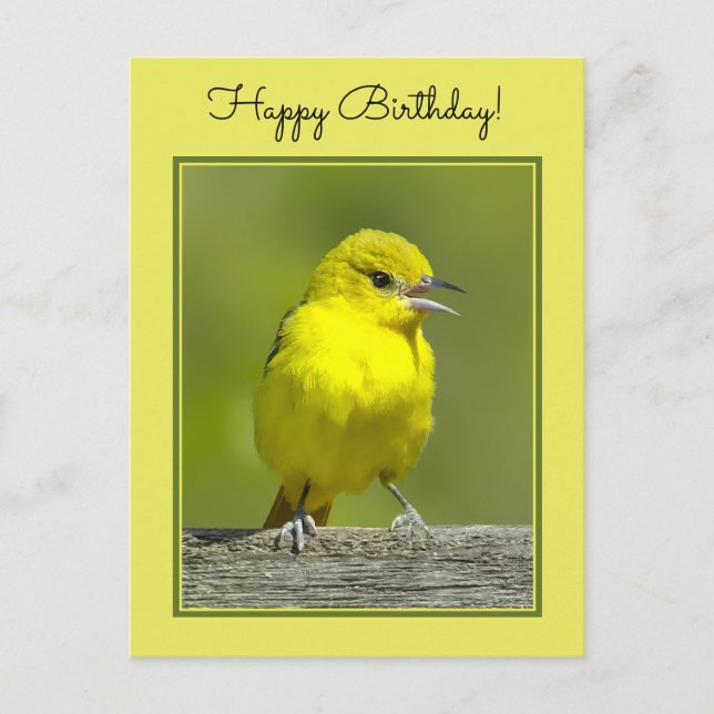 Orchard Oriole - Original Photograph Postcard (Front)
