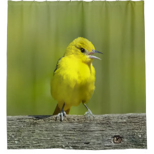 Orchard Oriole - Original Photograph Shower Curtain