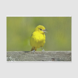 Orchard Oriole - Original Photograph Tissue Paper