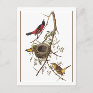 Orchard Oriole Postcard