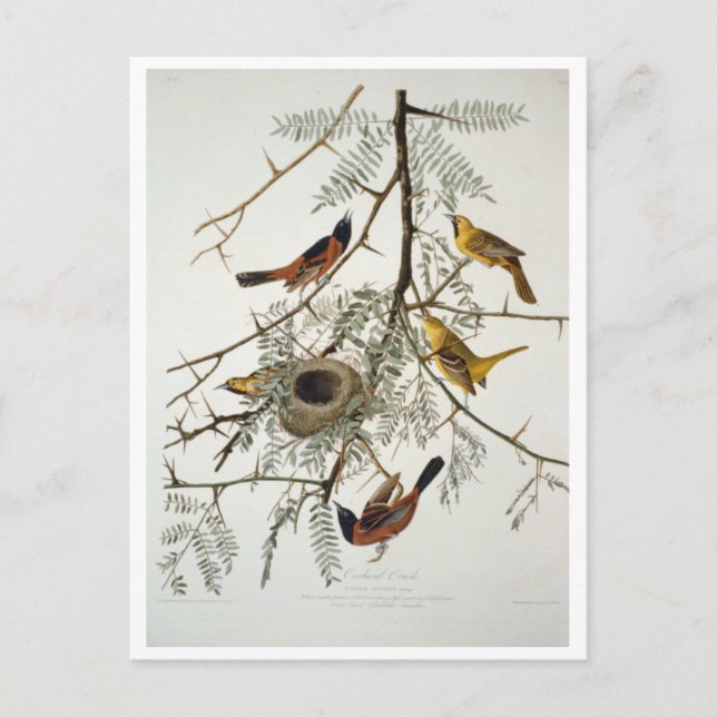 Orchard Oriole Postcard (Front)