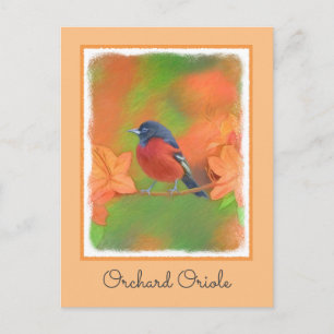 Orchard Oriole Songbird Painting Original Bird Art Postcard