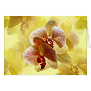 orchid