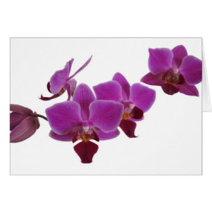 Orchid