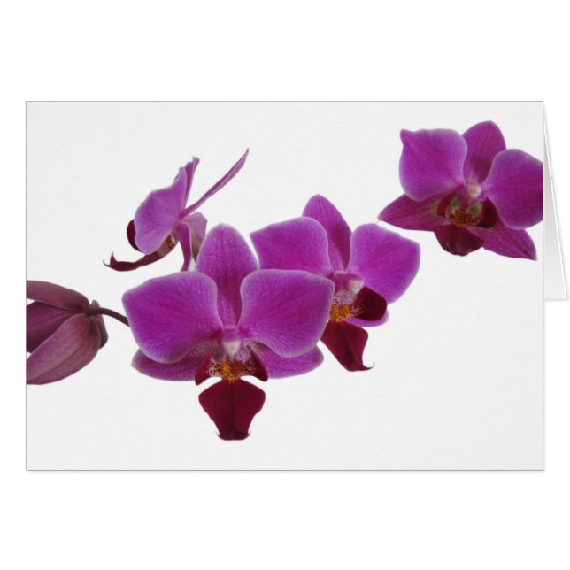 Orchid (Front Horizontal)