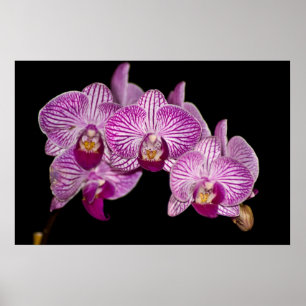 Orchid 1 on black poster