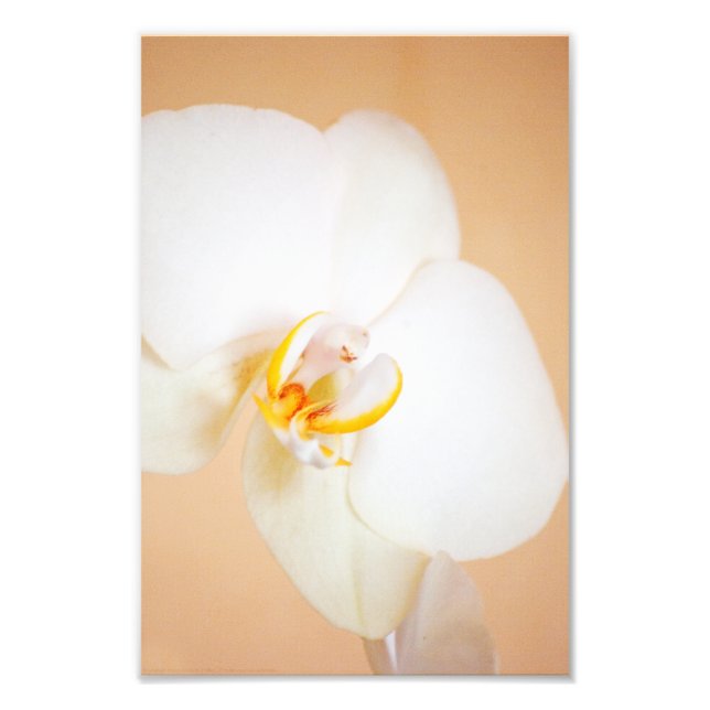 Orchid 8930 photo print (Front)