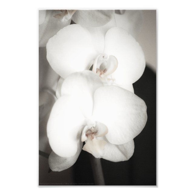 Orchid 8931 photo print (Front)
