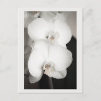 Orchid 8931