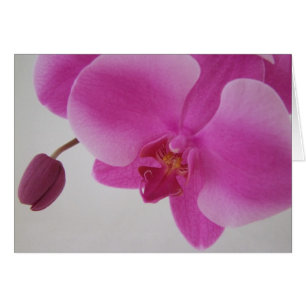 Orchid and Bud