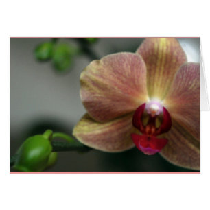 Orchid and Bud
