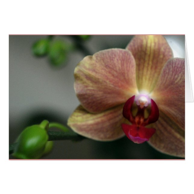 Orchid and Bud (Front Horizontal)