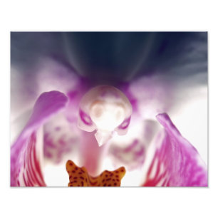 Orchid Apparition Photo Enlargement