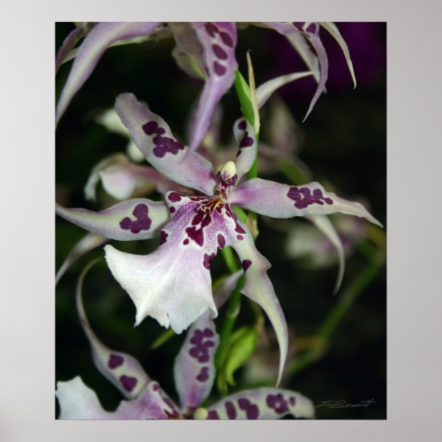 Orchid Beallara Print -20x24-other sizes available (Front)