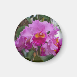 Orchid Beauty Magnet