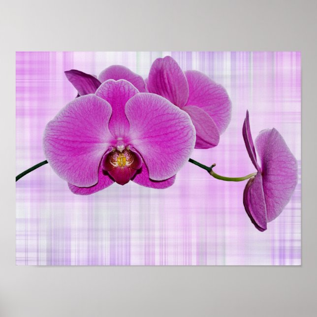 Orchid Blooms Poster (Front)