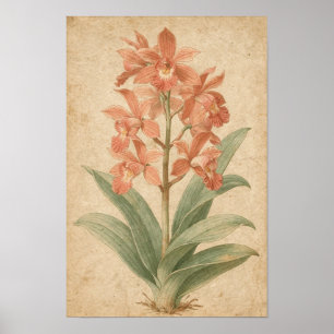 Orchid Botanical Print