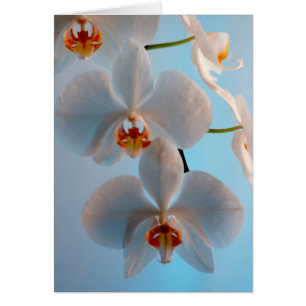 Orchid Branch