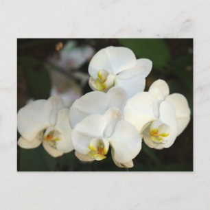 Orchid Bunch Postcard