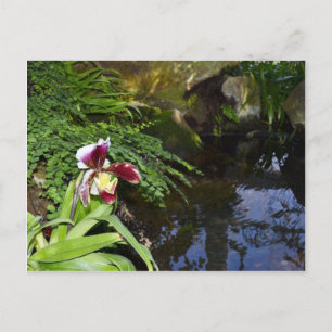 Orchid by Water Postcard