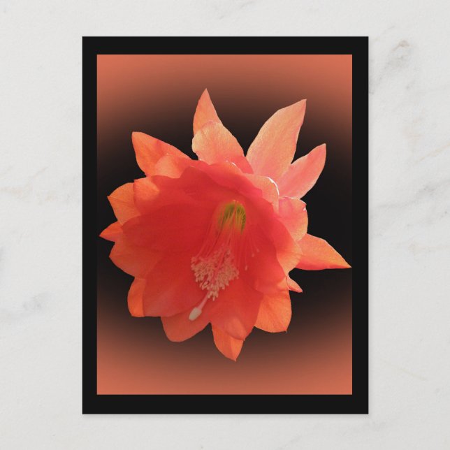 Orchid Cactus - Epiphyllum Ackermannii - Blossom Postcard (Front)