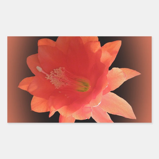 Orchid Cactus - Epiphyllum Ackermannii - Blossom Rectangular Sticker (Front)