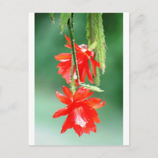 Orchid Cactus in Bloom Postcard